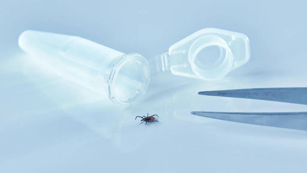 Likwidacja kleszczy Gdańsk