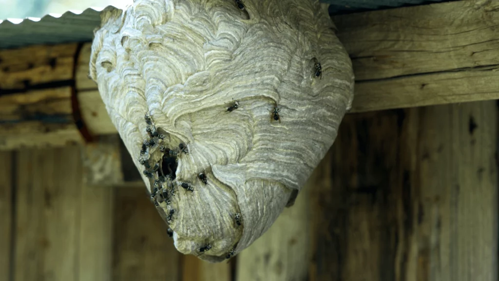 Usuwanie gniazd Gdańsk