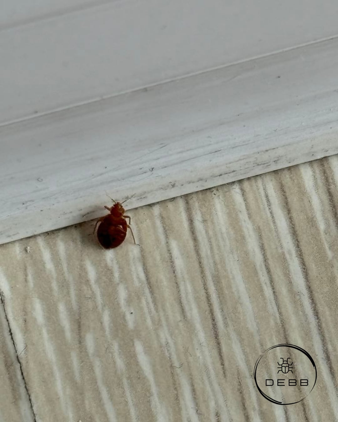 Dorosła pluskwa domowa