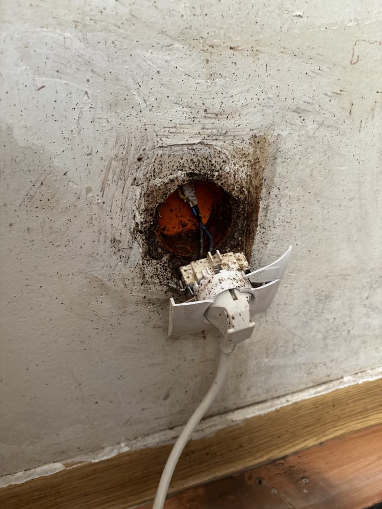 Pluskwa domowa, pluskwa, Jak pozbyć się pluskwy