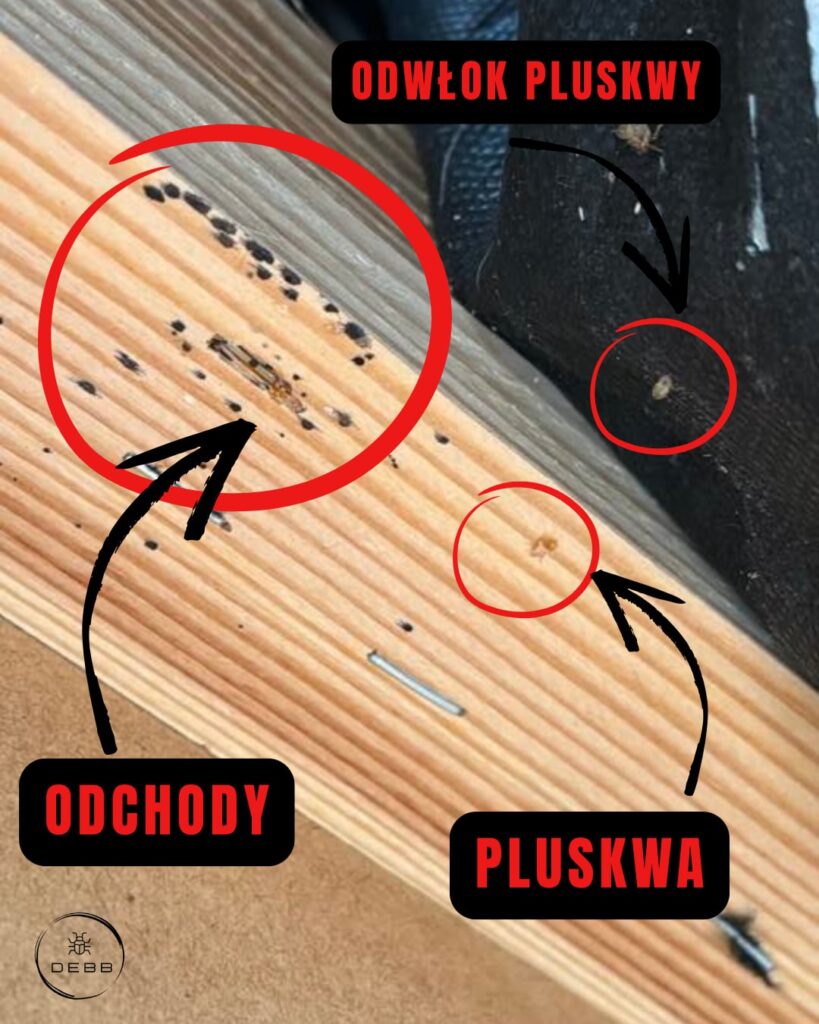 Pluskwa domowa, pluskwa, Jak pozbyć się pluskwy