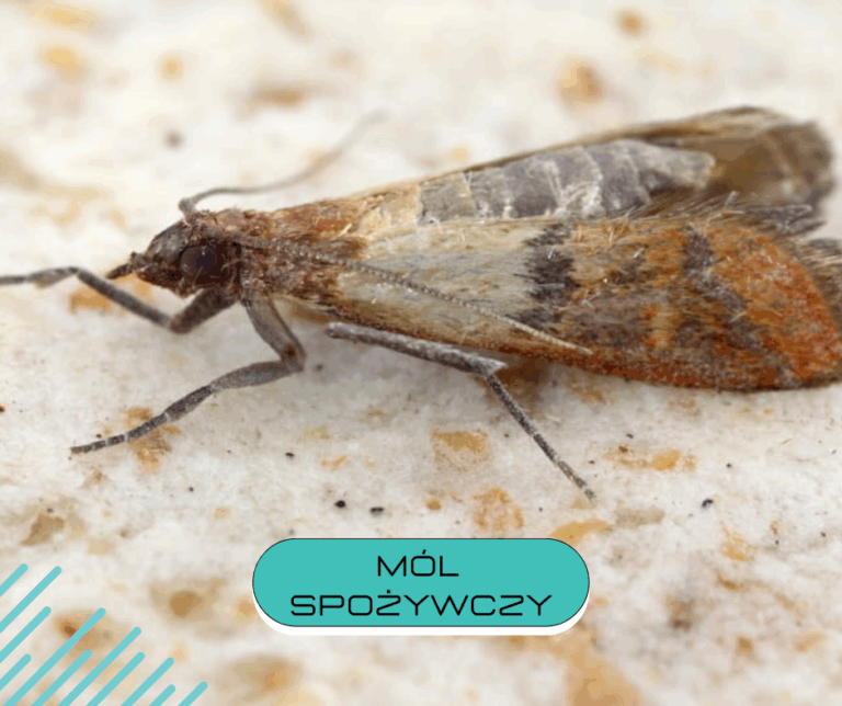 mól spożywczy