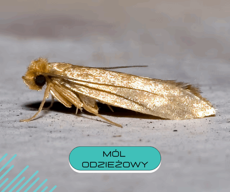 mól odzieżowy